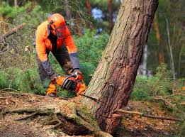 Trusted Green Valley, CA Tree Services Experts